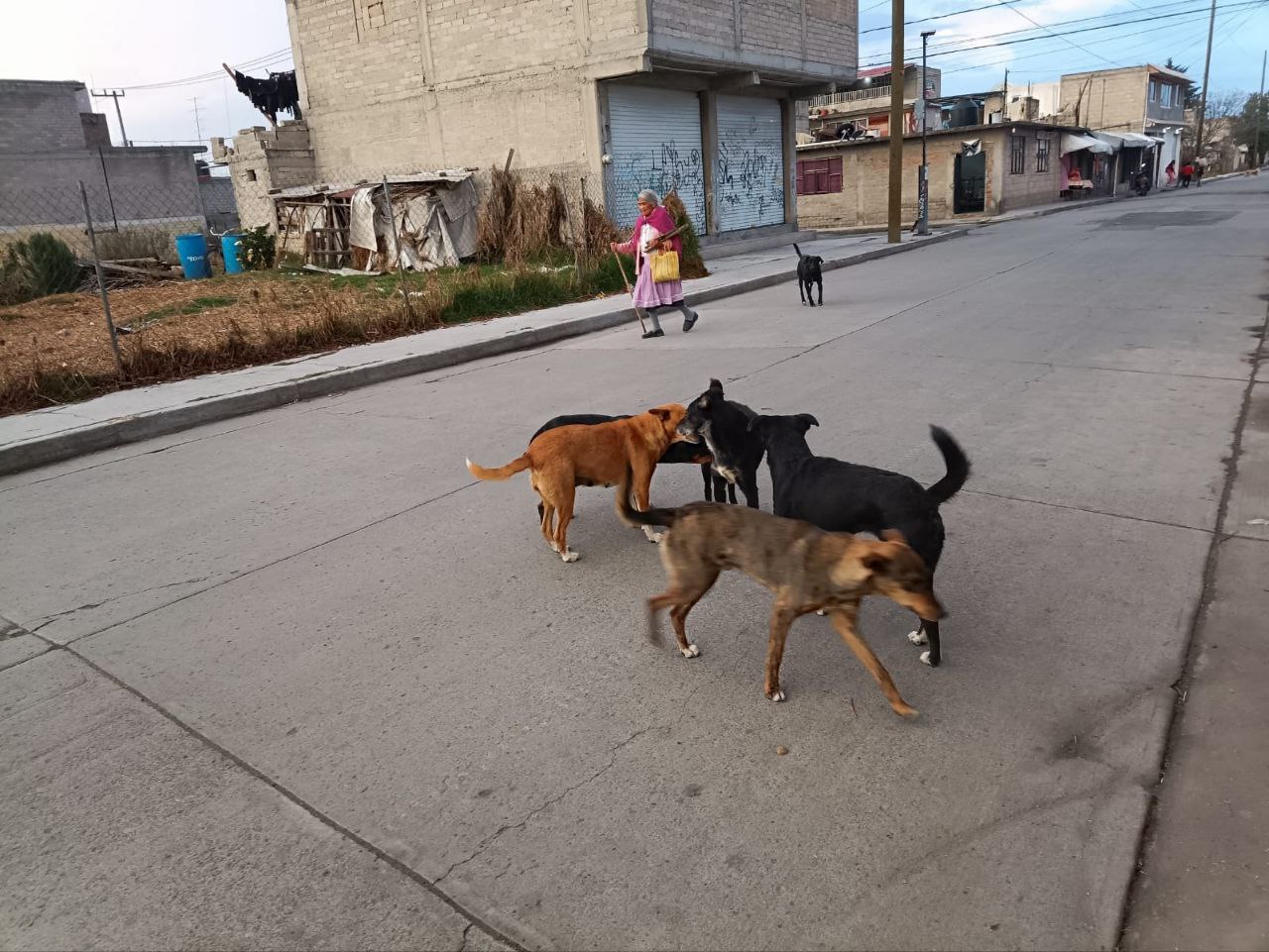 Urgen colectivos y autoridades otomíes de Toluca dar solución al problema de animales callejeros